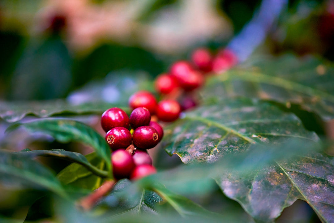 Can You Grow Your own Coffee in the UK?