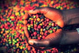 Factors Affecting Coffee Production in Uganda