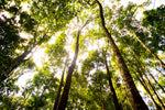 FOREST GROWN COFFEE