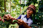 TRACEABLE COFFEE