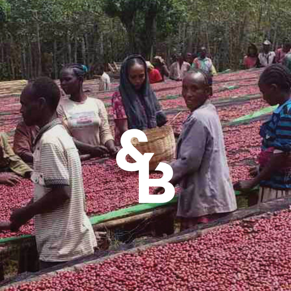 
                  
                    Load image into Gallery viewer, Ethiopian Guji Goraa
                  
                