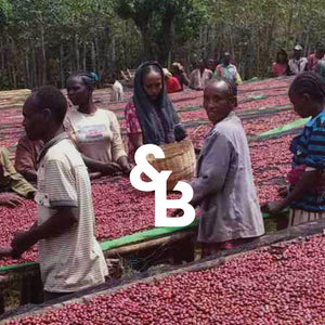 
                  
                    Load image into Gallery viewer, Ethiopian Guji Goraa
                  
                
